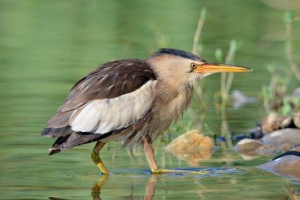 Mali fug (vrh) Mali fug (vrh)